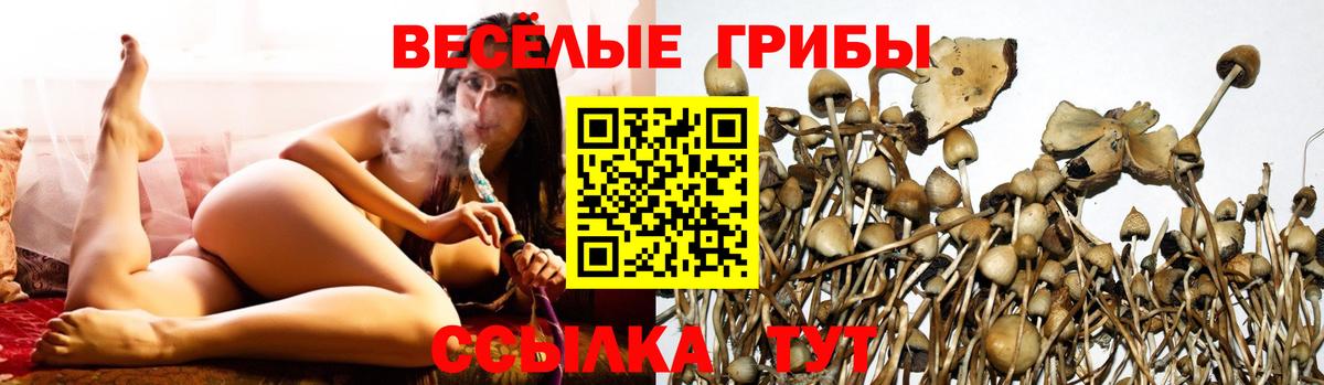 Псилоцибиновые грибы Cubensis Губкин